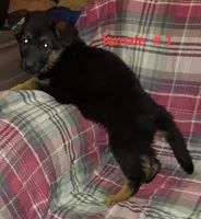 Casey, a female German Shepherd Dog for sale in Detroit, MI – Photo 3 of 9