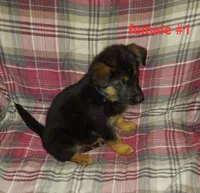 Casey, a female German Shepherd Dog for sale in Detroit, MI – Photo 7 of 9