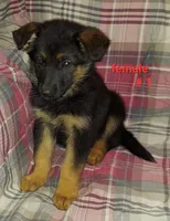 Casey, a female German Shepherd Dog for sale in Detroit, MI – Photo 4 of 9
