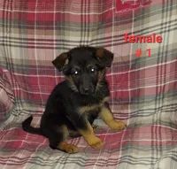 Casey, a female German Shepherd Dog for sale in Detroit, MI – Photo 5 of 9