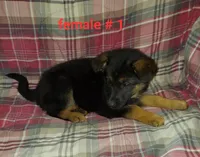 Casey, a female German Shepherd Dog for sale in Detroit, MI – Photo 6 of 9