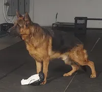 Casey, a female German Shepherd Dog for sale in Detroit, MI – Photo 9 of 9