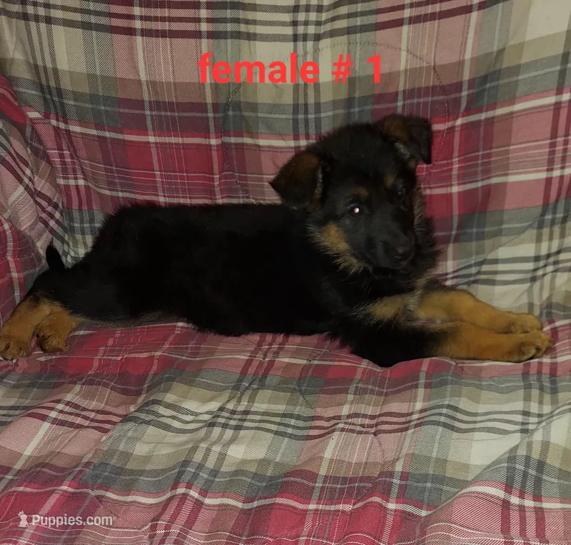 Casey – German Shepherd Dog puppy for sale in Detroit, MI