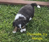 Rose and Sophia., a female Bernedoodle for sale in Detroit, MI – 2 of 10