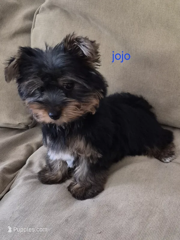 Jojo  – Yorkshire Terrier puppy for sale in Detroit, MI