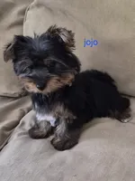 Jojo , a male Yorkshire Terrier for sale in Detroit, MI – 1 of 9