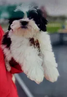 Aspen, a male Shihpoo for sale in Detroit, MI – Photo 1 of 2