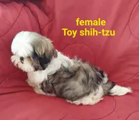 Matilda, a female Shih Tzu for sale in Detroit, MI – Photo 2 of 5