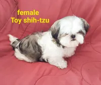 Matilda, a female Shih Tzu for sale in Detroit, MI – Photo 4 of 5