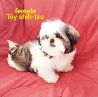 Matilda, a female Shih Tzu for sale in Detroit, MI – Photo 5 of 5