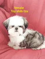 Matilda, a female Shih Tzu for sale in Detroit, MI – Photo 3 of 5