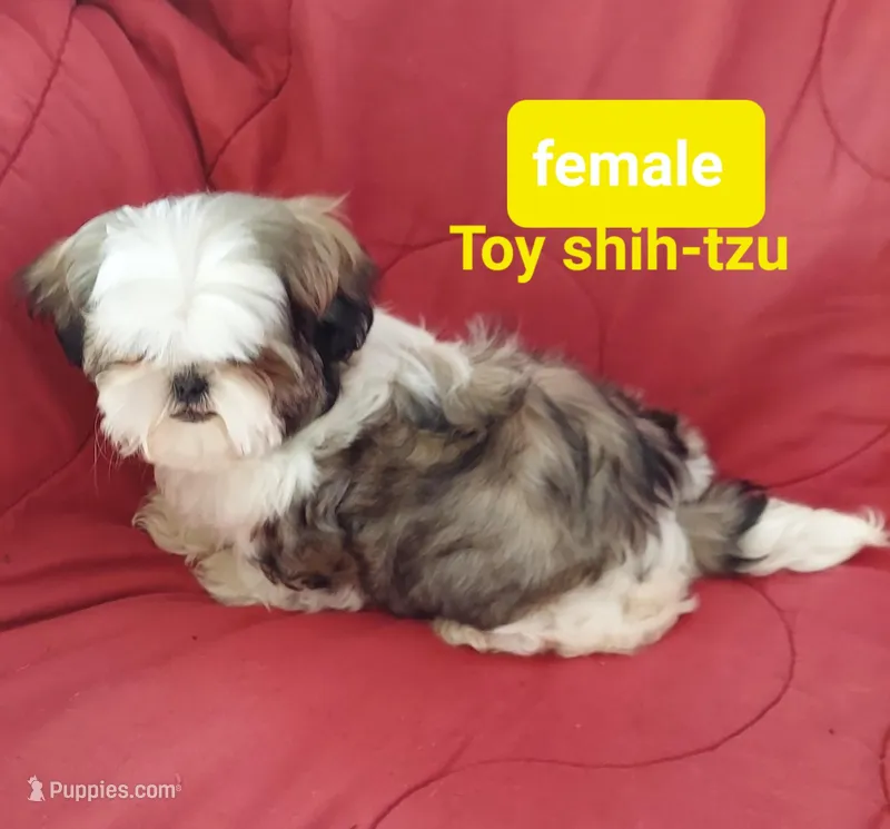 Matilda – Shih Tzu puppy for sale in Detroit, MI