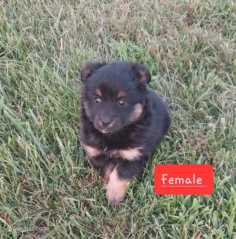 Pepper. – Miniature Australian Shepherd puppy for sale in Detroit, MI