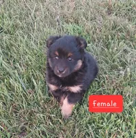 Pepper., a female Miniature Australian Shepherd for sale in Detroit, MI – 1 of 2