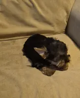  joker, a male Yorkshire Terrier for sale in Detroit, MI – 7 of 9