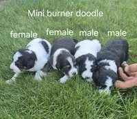 Jesse., a male Bernedoodle for sale in Detroit, MI – 6 of 6