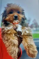 Rio, a male Shihpoo for sale in Detroit, MI – Photo 2 of 3