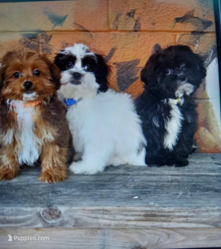 Rio – Shihpoo puppy for sale in Detroit, MI