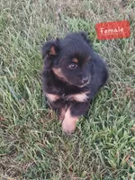 Pepper., a female Miniature Australian Shepherd for sale in Detroit, MI – 2 of 2