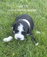 Jesse., a male Bernedoodle for sale in Detroit, MI – 3 of 6