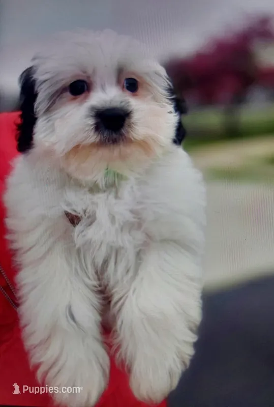 Paris – Shihpoo puppy for sale in Detroit, MI