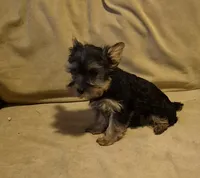  joker, a male Yorkshire Terrier for sale in Detroit, MI – 4 of 9