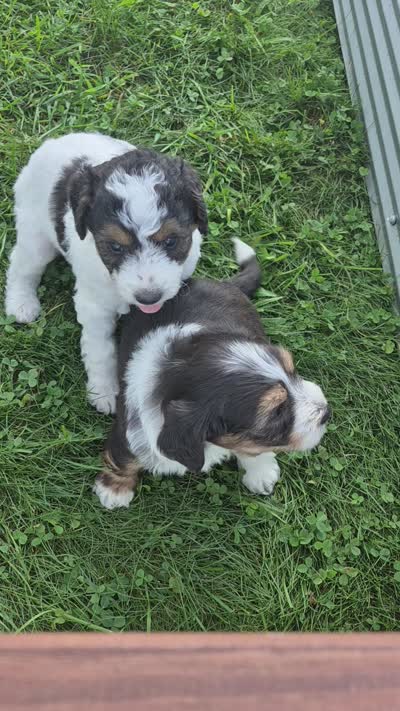 Rose and Sophia., a female Bernedoodle for sale in Detroit, MI – 9 of 10