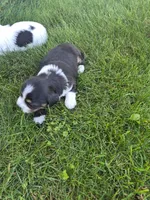 Pepper, a female Bernedoodle for sale in Detroit, MI – 6 of 10