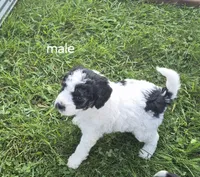 Jesse., a male Miniature Bernedoodle for sale in Detroit, MI – 8 of 9
