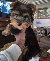 Jojo , a male Yorkshire Terrier for sale in Detroit, MI – 6 of 9