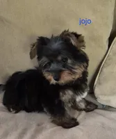Jojo , a male Yorkshire Terrier for sale in Detroit, MI – 3 of 9