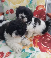 Molly, a female Shihpoo for sale in Detroit, MI – Photo 3 of 3