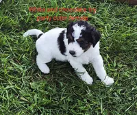 Good Golly, Ms. Molly., a female Miniature Bernedoodle for sale in Detroit, MI – 2 of 3