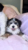 Pepper, a female Miniature Bernedoodle for sale in Detroit, MI – 2 of 3