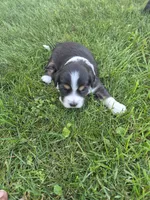 Pepper, a female Bernedoodle for sale in Detroit, MI – 5 of 10