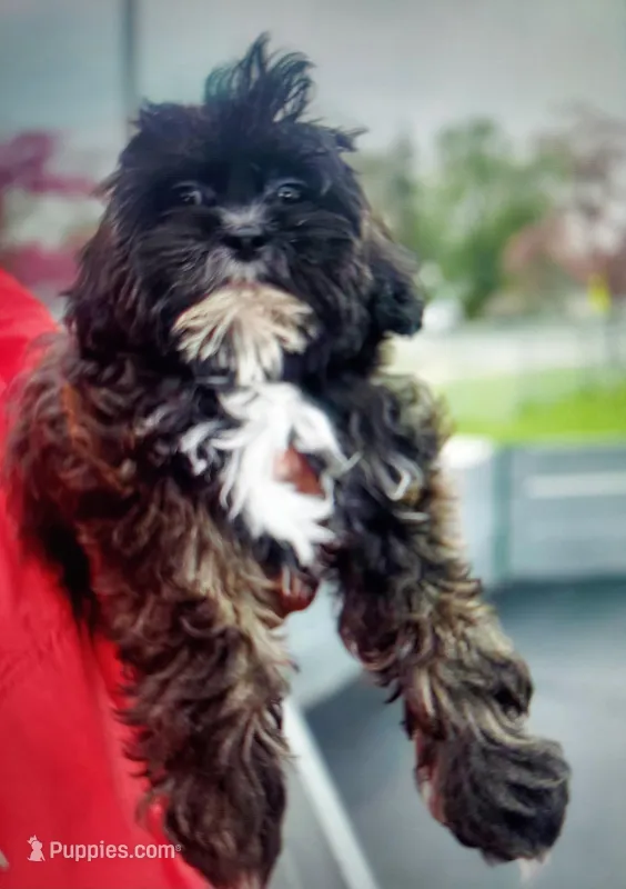 Milan  – Shihpoo puppy for sale in Detroit, MI