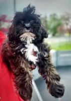 Milan , a female Shihpoo for sale in Detroit, MI – Photo 1 of 3