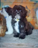 Milan , a female Shihpoo for sale in Detroit, MI – Photo 2 of 3