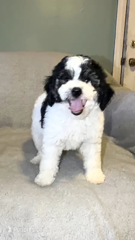 Spider. – Miniature Bernedoodle puppy for sale in Detroit, MI