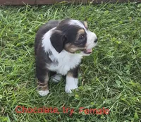 Rose and Sophia., a female Bernedoodle for sale in Detroit, MI – 4 of 10