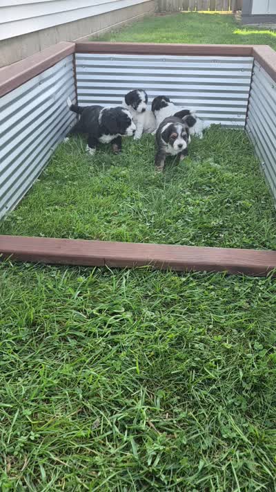 Jesse., a male Miniature Bernedoodle for sale in Detroit, MI – 9 of 9