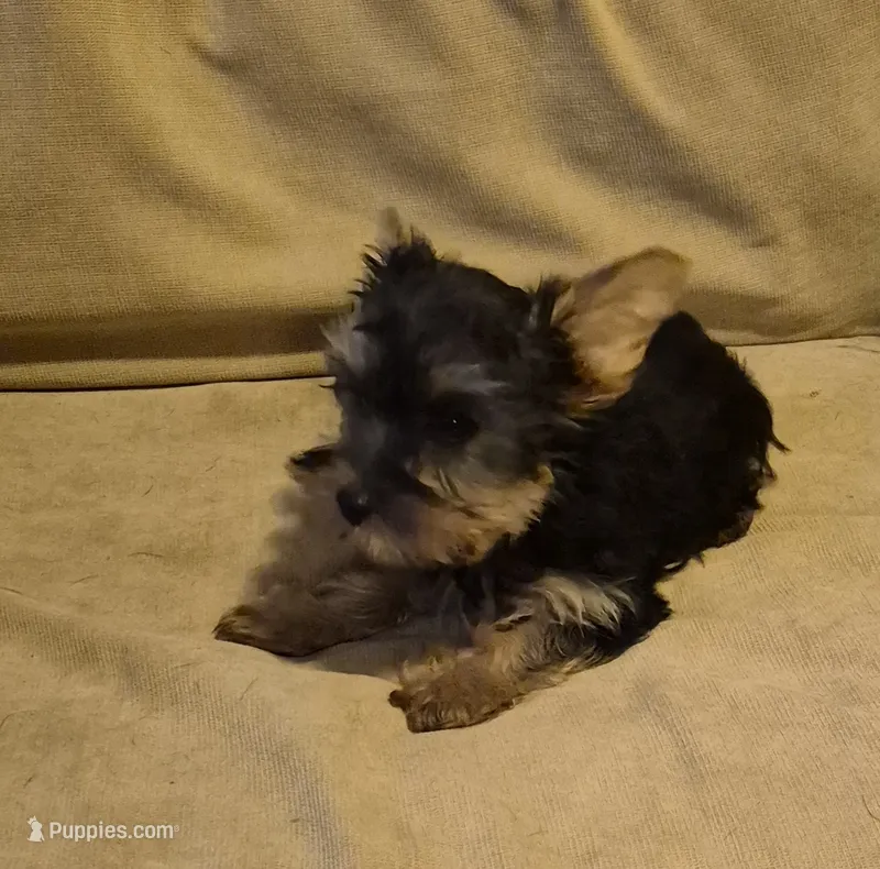  joker – Yorkshire Terrier puppy for sale in Detroit, MI