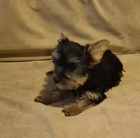  joker, a male Yorkshire Terrier for sale in Detroit, MI – 1 of 9