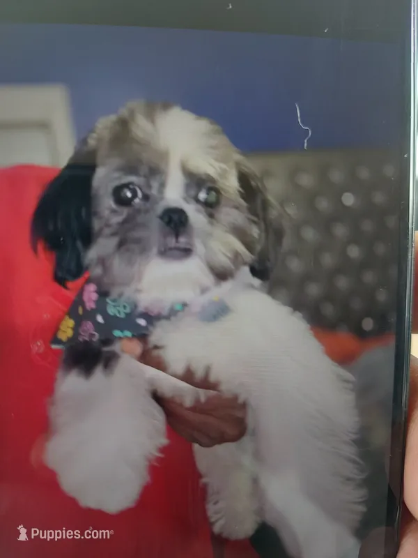 Daisy mae – Shih Tzu puppy for sale in Detroit, MI