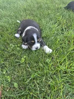 Pepper, a female Bernedoodle for sale in Detroit, MI – 4 of 10