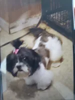Molly, a female Shihpoo for sale in Detroit, MI – 2 of 3