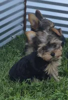 Robin , a male Yorkshire Terrier for sale in Detroit, MI – 2 of 6