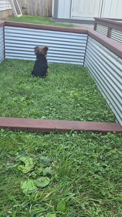 Robin , a male Yorkshire Terrier for sale in Detroit, MI – 7 of 7