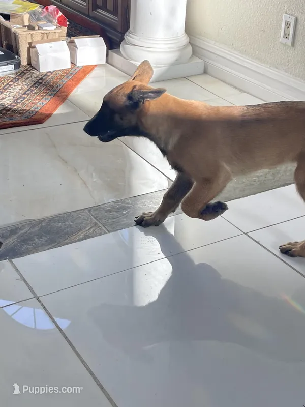 Belgian Malinois , a male Belgian Malinois for sale in San Jose, CA – Photo 1 of 5