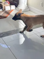 Belgian Malinois , a male Belgian Malinois for sale in San Jose, CA – Photo 1 of 5